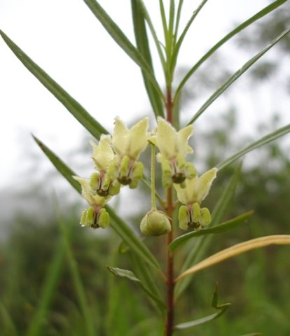 Gomphocarpus fruticosus flowers